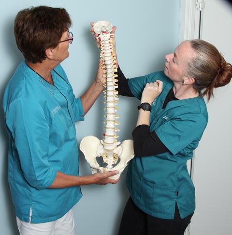 Osteopatene Ingunn og Ingvild med klinikkens ryggsøyle